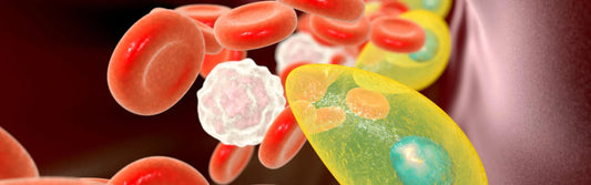 LA TOXOPLASMOSIS EN EL EMBARAZO - MADRAZAS